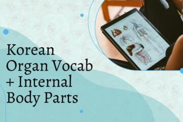 Korean Organ Vocab + Internal Body Parts