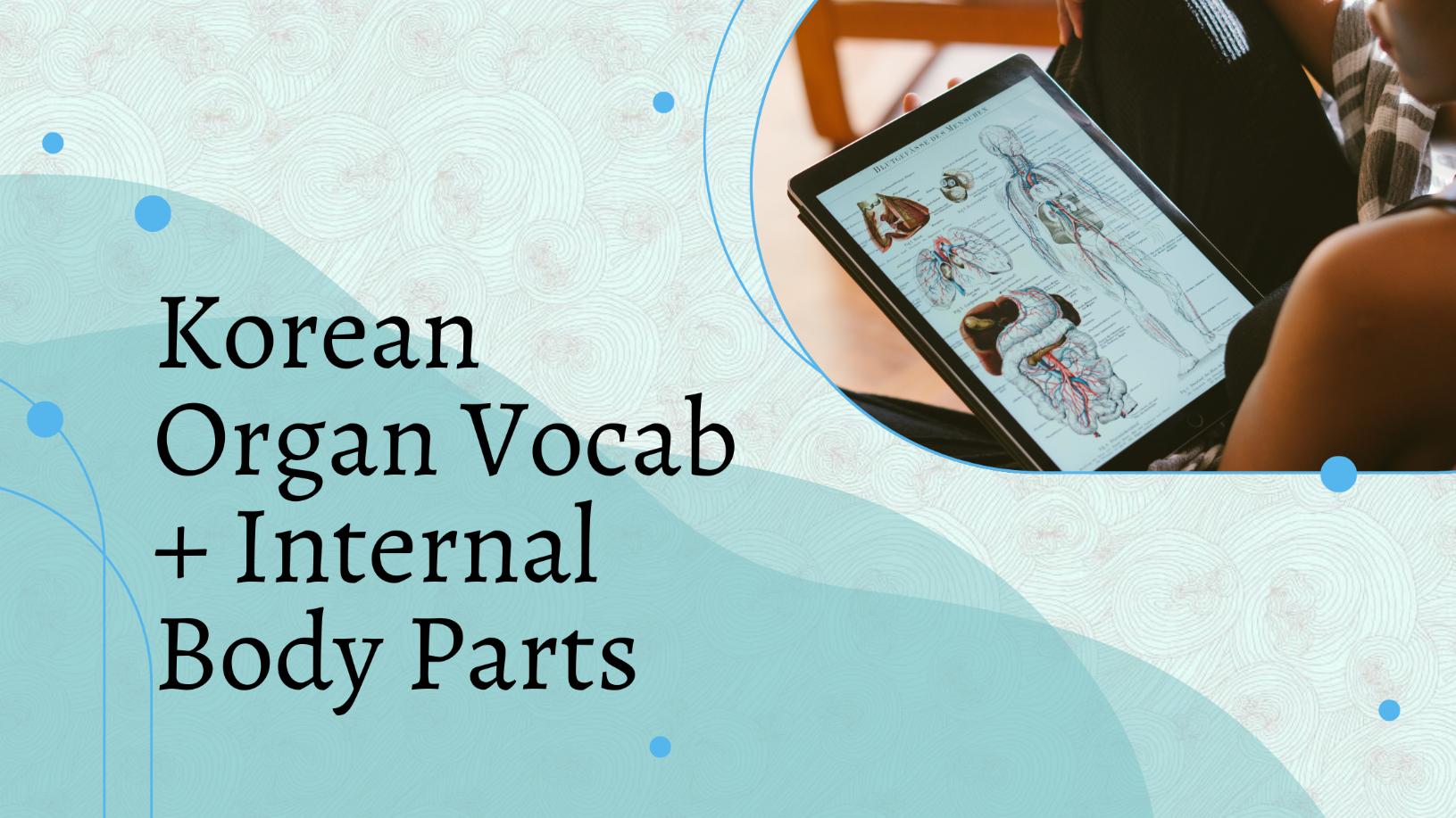Korean Organ Vocab + Internal Body Parts