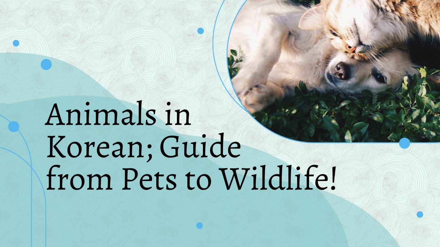 Animals in Korean; Guide from Pets to Wildlife!